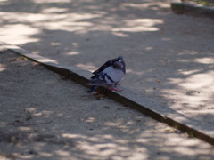 P1060496_DxO