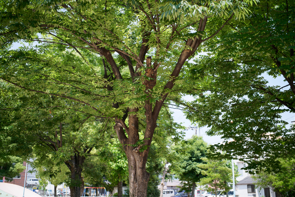 A7C02031_DxO