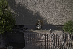_A7C4407_DxO