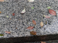 _1040379_DxO
