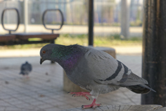 _1000822_DxO