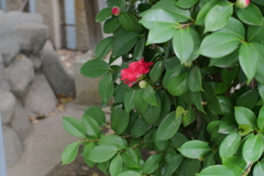 P1040981