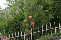 _A7C4306_DxO