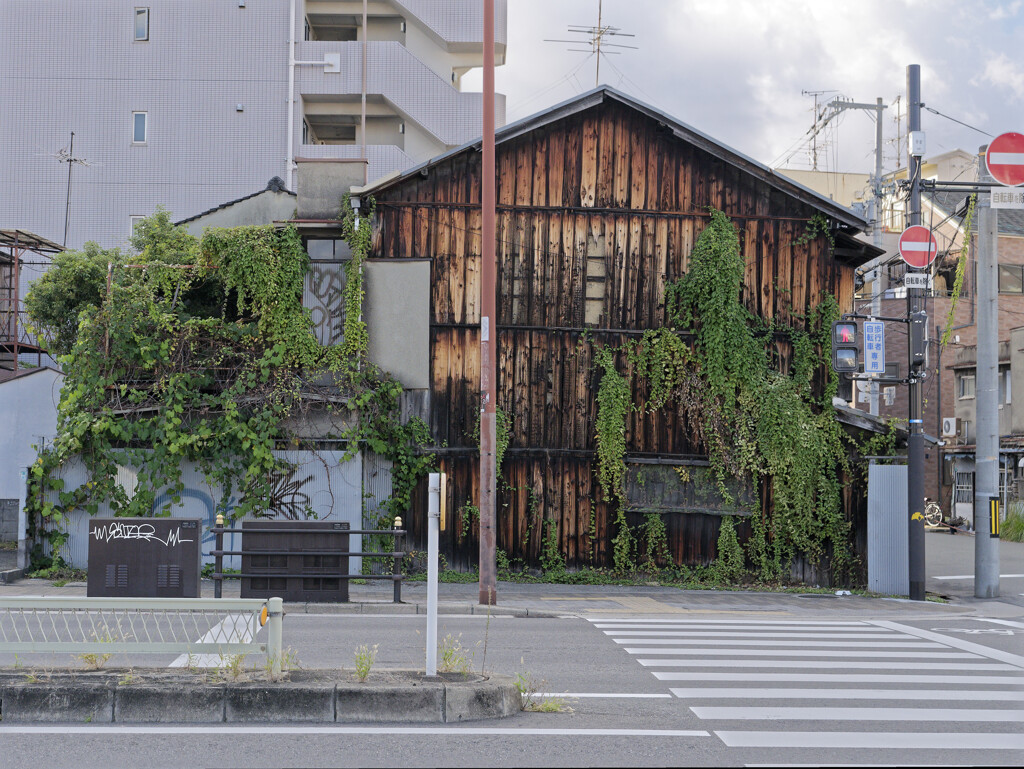 植物に浸食される廃墟