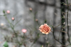 P1079534