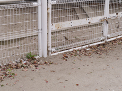 公園