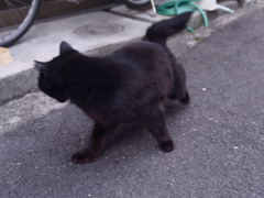 猫は半分正義