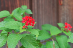 P1080971