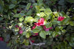 _7R32190_DxO
