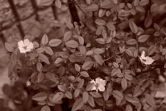 DSC02007