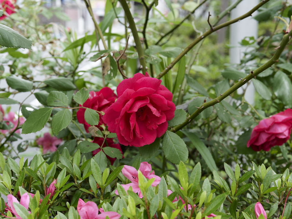 昨日の花
