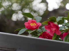 _1090369_DxO