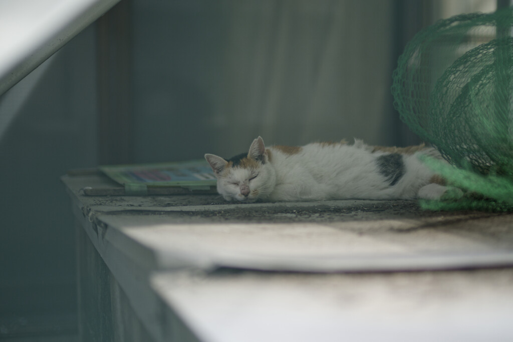 _A7C4318_DxO