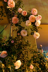 夜の花
