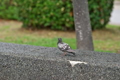 DSC01253
