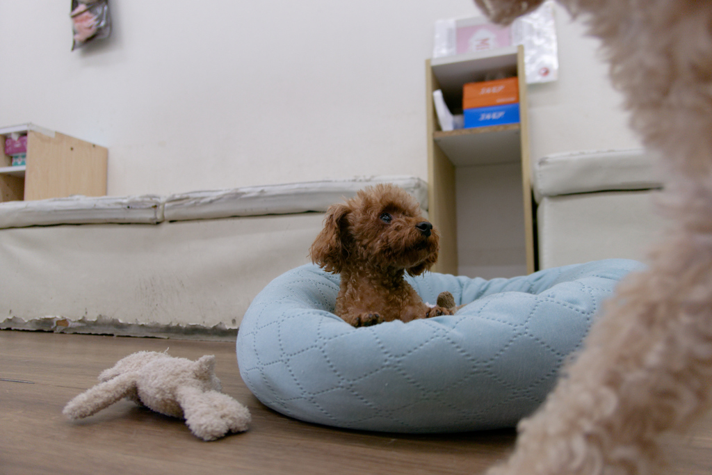 初保護犬CAFE 大阪寺田町