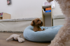 初保護犬CAFE 大阪寺田町