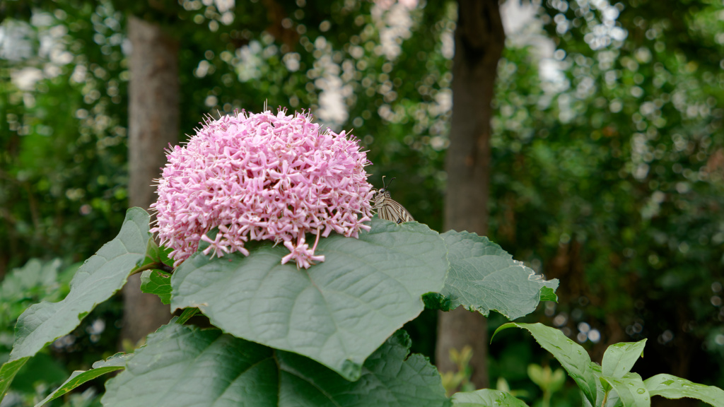P1000561_DxO