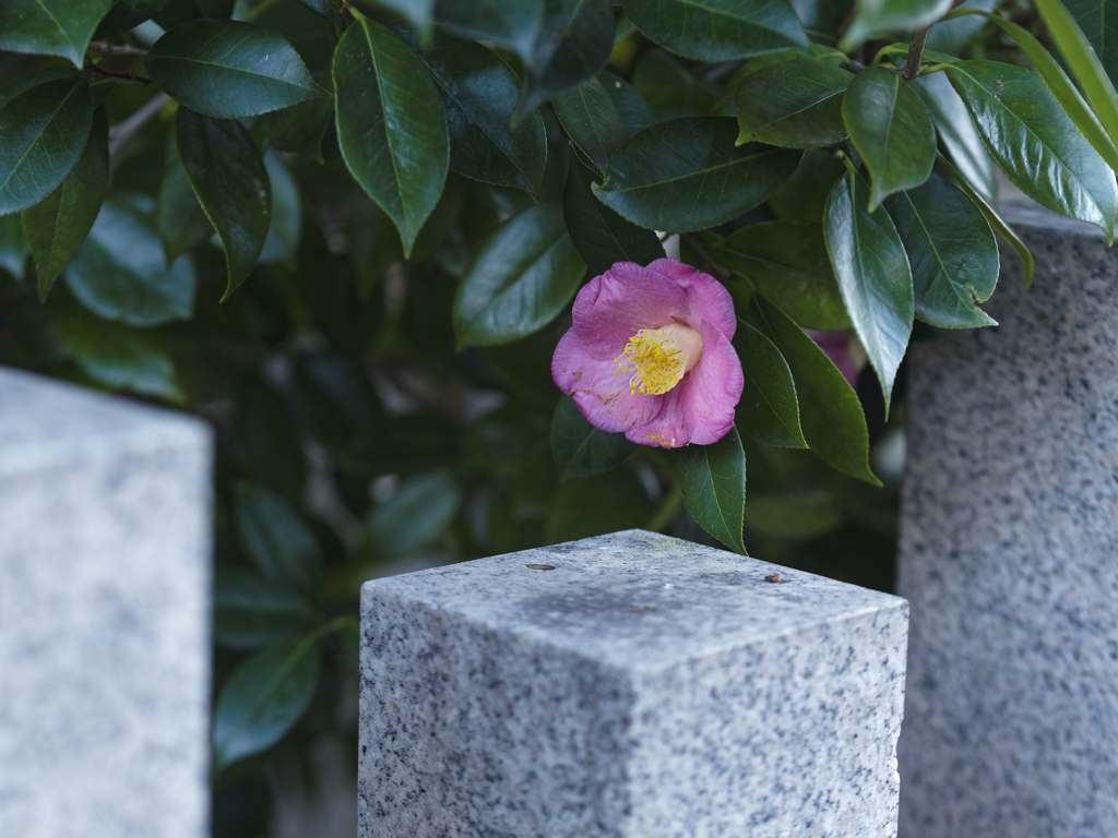 _1080843_DxO