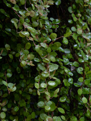 _1069981_DxO