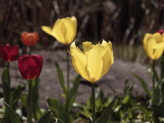 _G9P8186_DxO