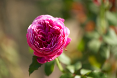 DSC03338b