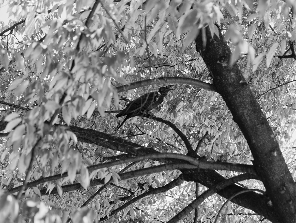 _1069526_DxO