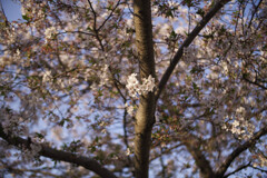 _DSC9733_DxO