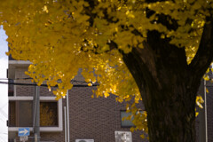 トリミングした