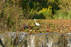 DSC03384b