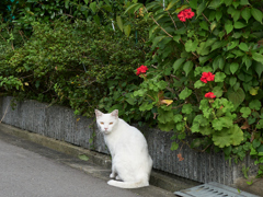 DSC06893