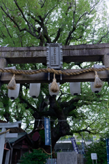 地域の祭りの準備が始まる