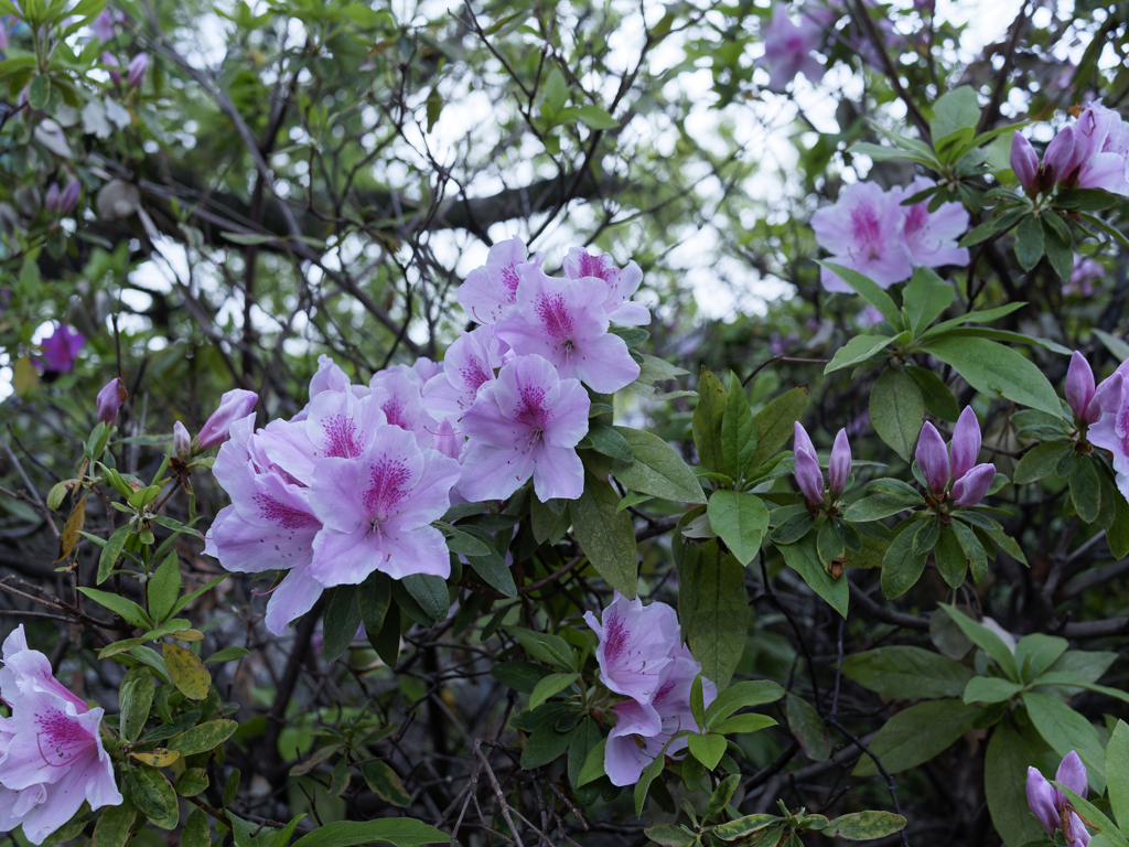 _G9P4815_DxO