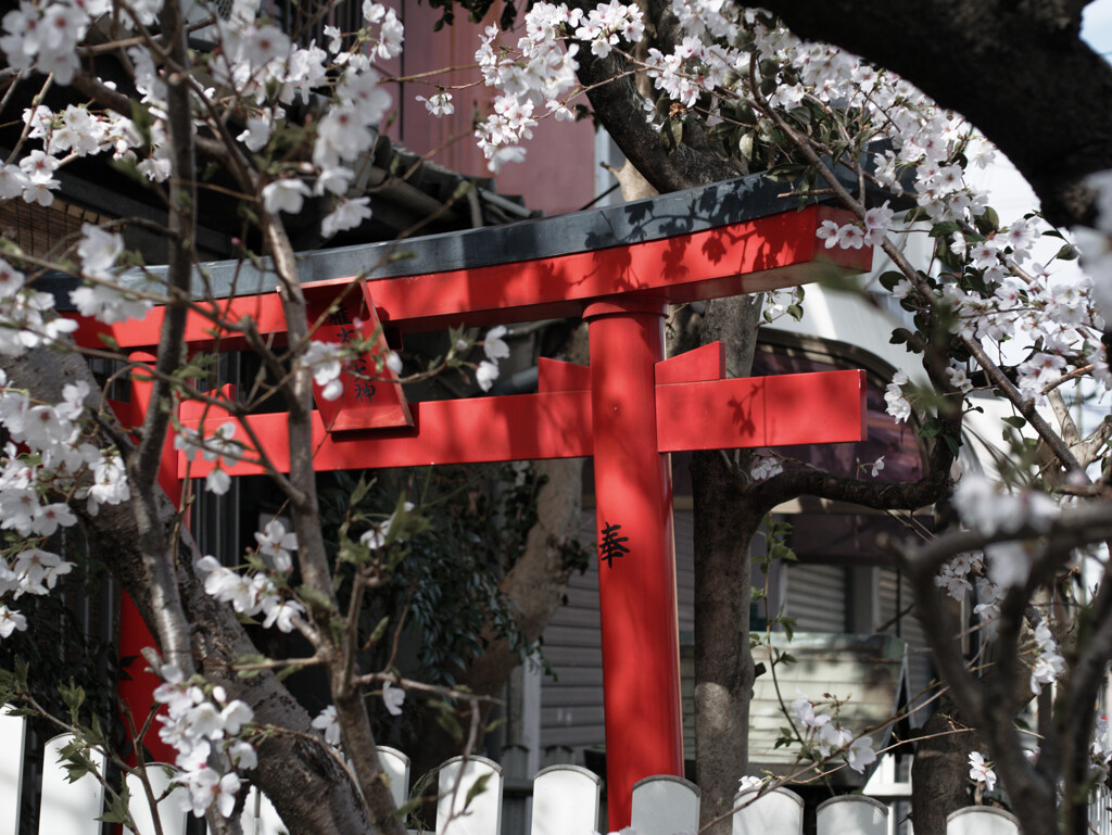 桜始まりました