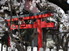 桜始まりました