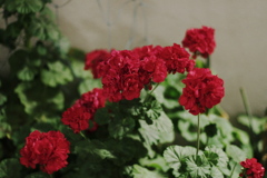 DSC00750
