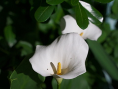 夜の花