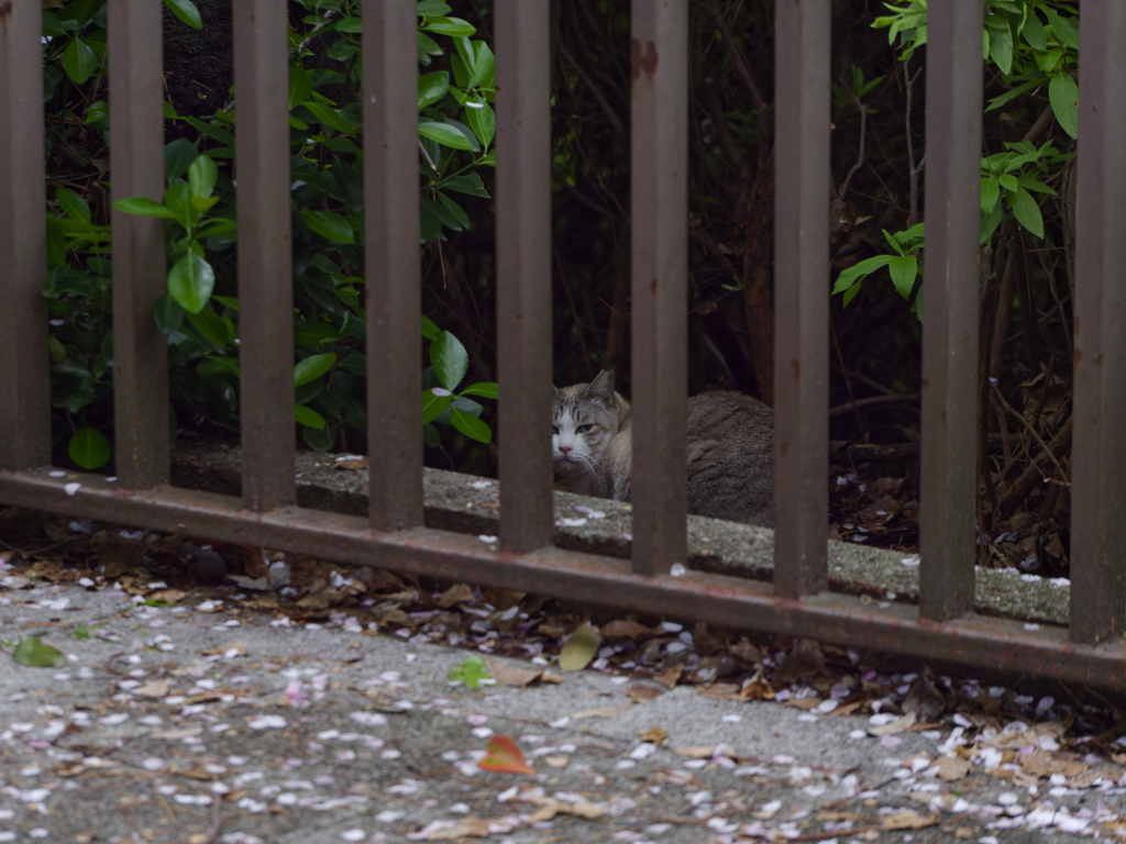 さくら猫