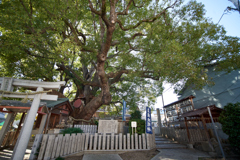 DSC04529