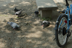 _1010506_DxO