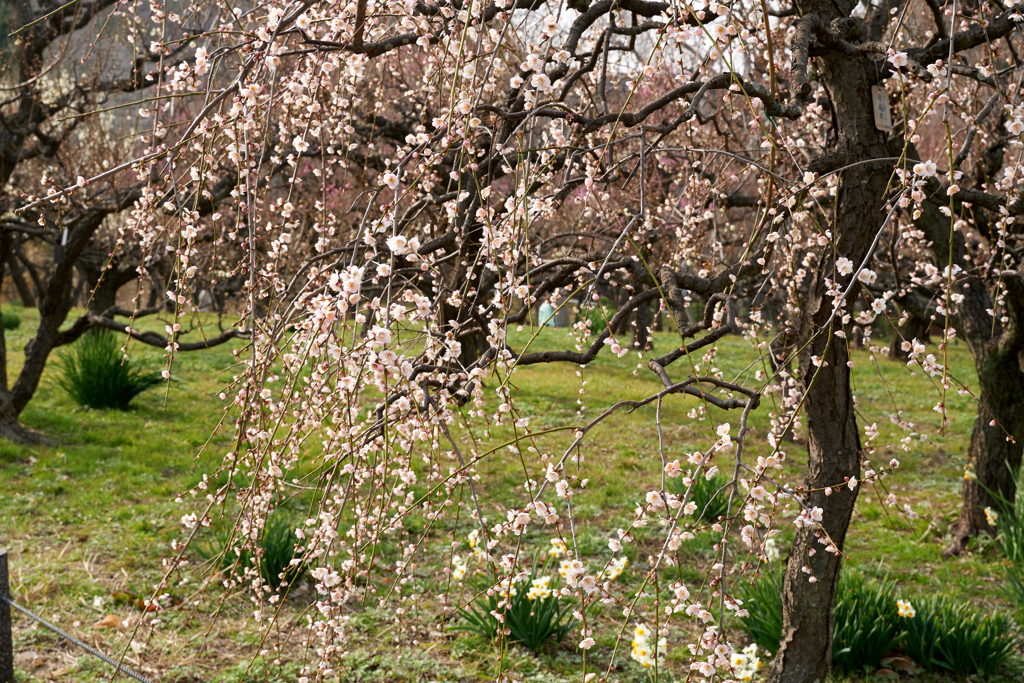 DSC00162_1