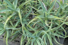 P1020008
