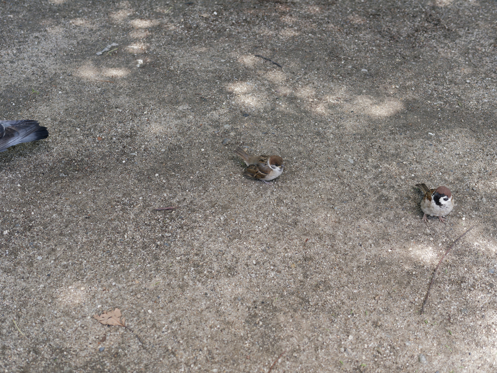_1010047_DxO