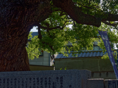 木漏れ日