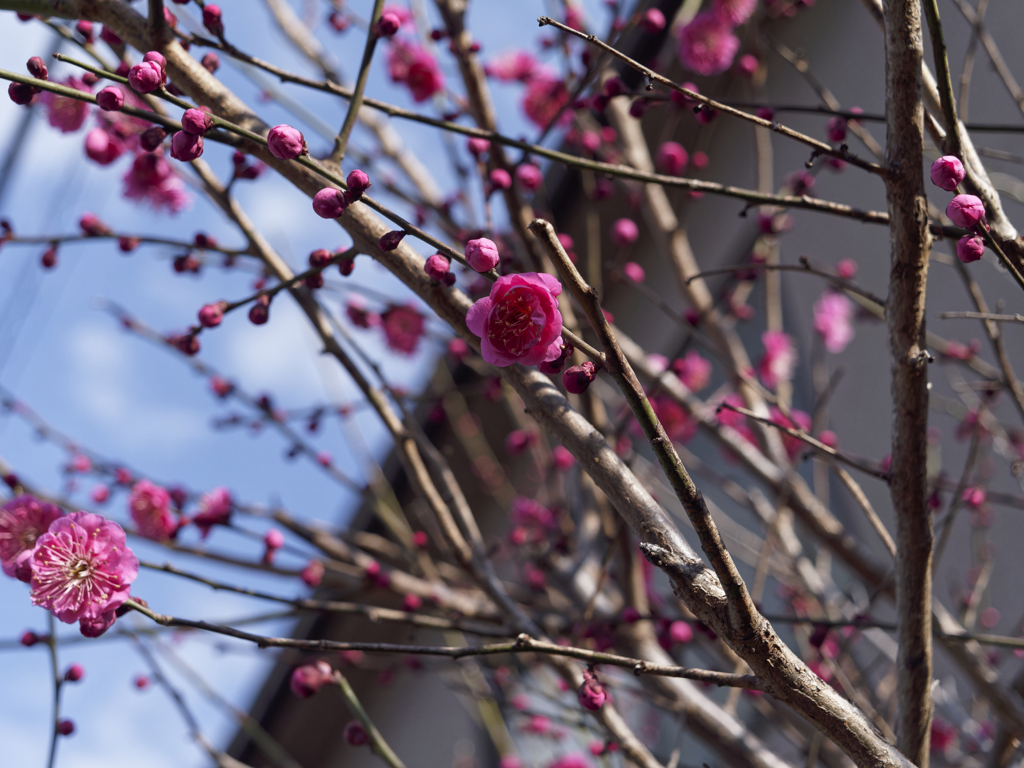 _1080897_DxO