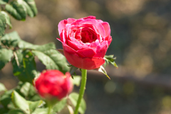DSC03339b