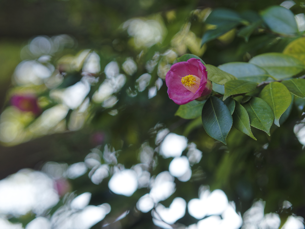 _1080844_DxO