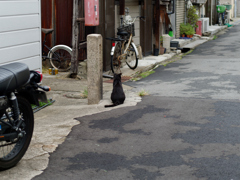 今日の相棒