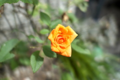 P1020046