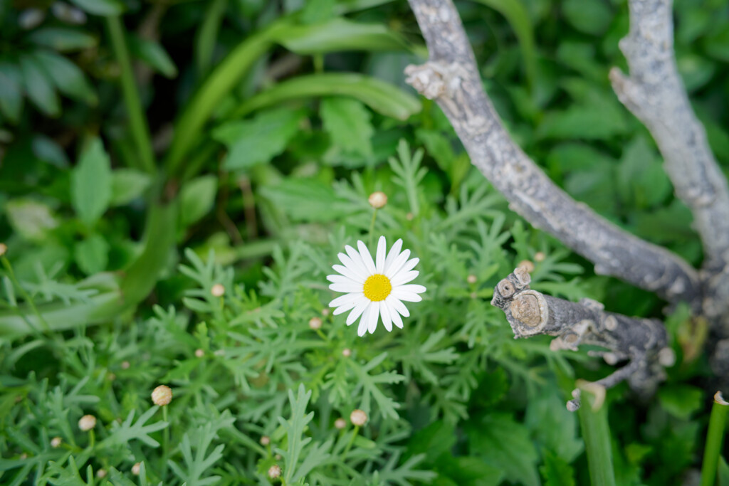 A7C09695_DxO